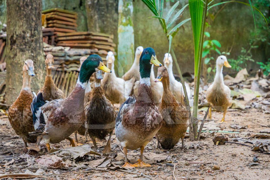 Flock of ducks in small family farm in rural hill station