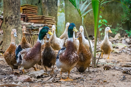 Flock of ducks in small family farm in rural hill station