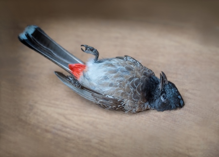 Indian bulbul bird dead from heat or dehydration or thirst in hot Indian summer