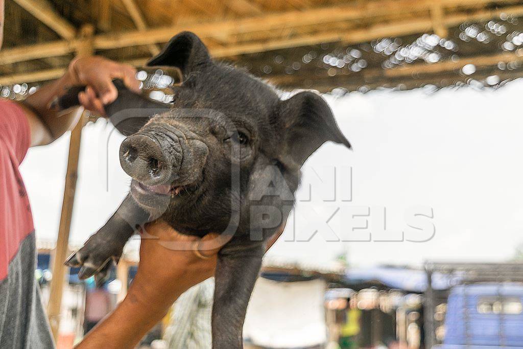 People holding pigs for sale for meat at the weekly animal market