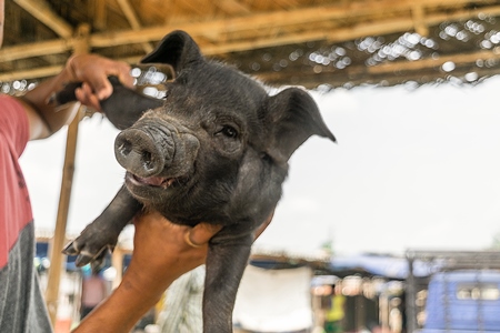 People holding pigs for sale for meat at the weekly animal market