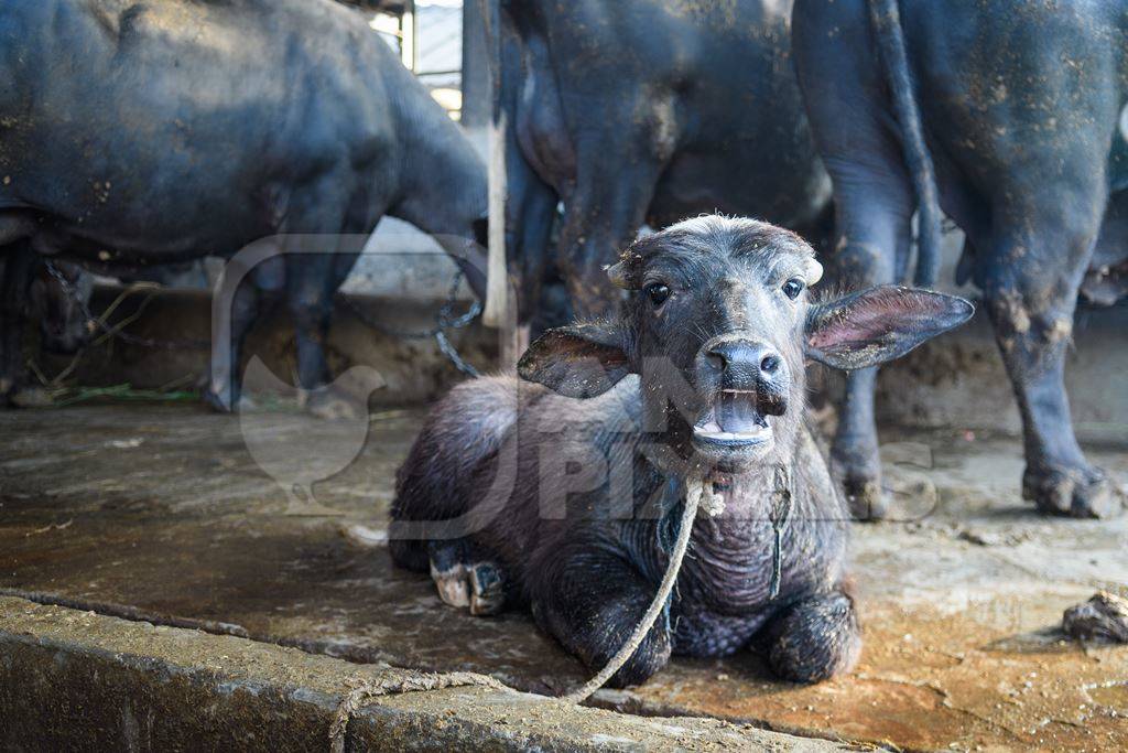 Farmed Indian buffalo calf tied up inside a large concrete shed on an urban dairy farm or tabela, Aarey milk colony, Mumbai, India, 2023