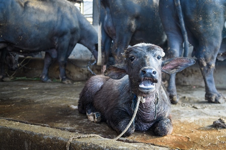 Farmed Indian buffalo calf tied up inside a large concrete shed on an urban dairy farm or tabela, Aarey milk colony, Mumbai, India, 2023