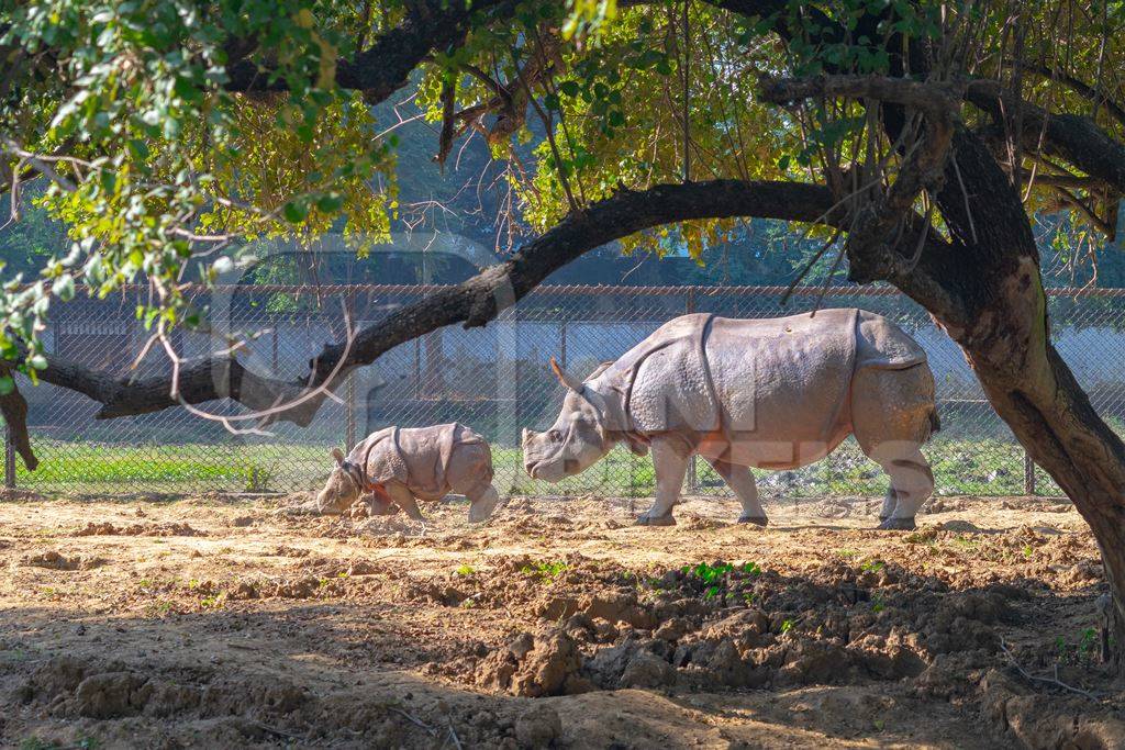 Captive Indian one horned rhino with baby calf  at Sanjay Gandhi Jaivik Udyan zoo in Patna, Bihar in India
