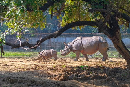 Captive Indian one horned rhino with baby calf  at Sanjay Gandhi Jaivik Udyan zoo in Patna, Bihar in India