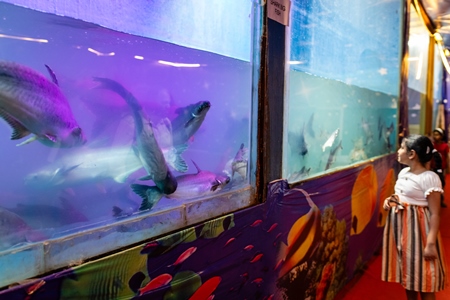 Many arapaima and black shark fish in a dirty and crowded tank at an underwater fish tunnel expo aquarium in Pune, Maharashtra, India, 2024