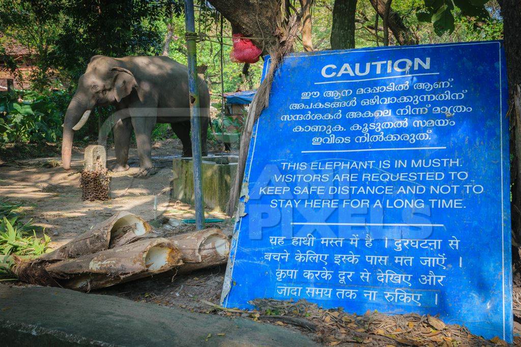 Elephant in musth chained up at Punnathur Kota elephant camp near Guruvayur temple, used for temples and religious festivals