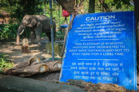 Elephant in musth chained up at Punnathur Kota elephant camp near Guruvayur temple, used for temples and religious festivals