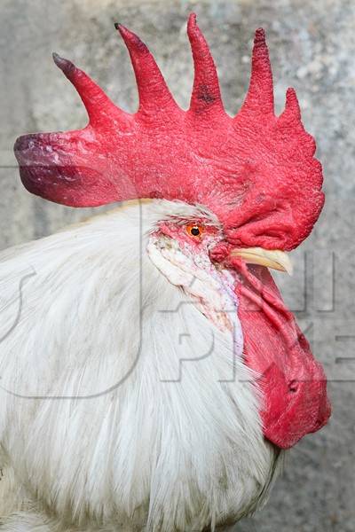 Cockerel or rooster in the street in the Indian city of Mumbai