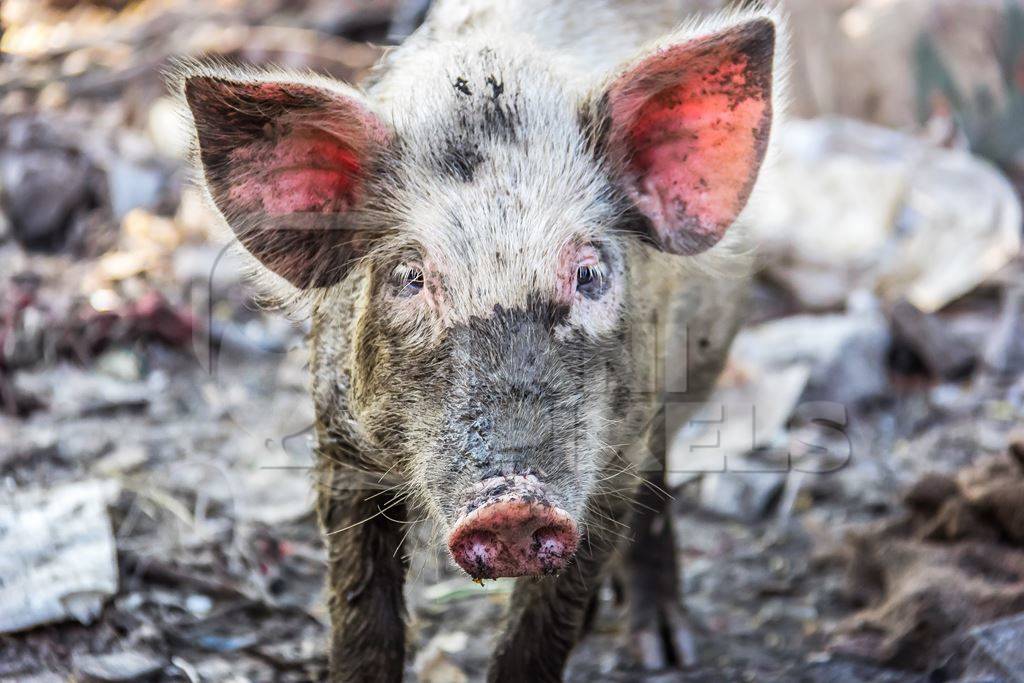 Urban feral city pig in city in India