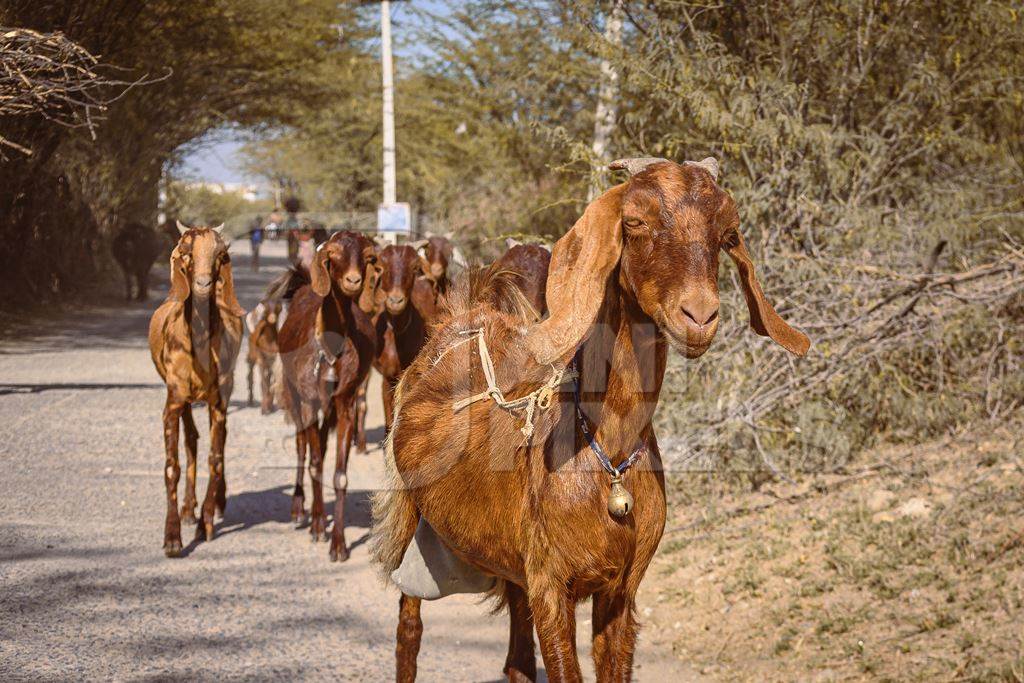 Indian goats in a goat herd being herded by farmer in the countryside outside Ajmer, Rajasthan, India, 2022