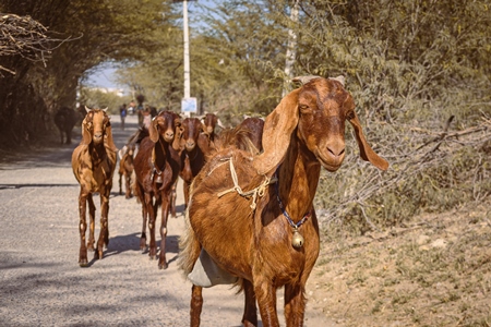 Indian goats in a goat herd being herded by farmer in the countryside outside Ajmer, Rajasthan, India, 2022