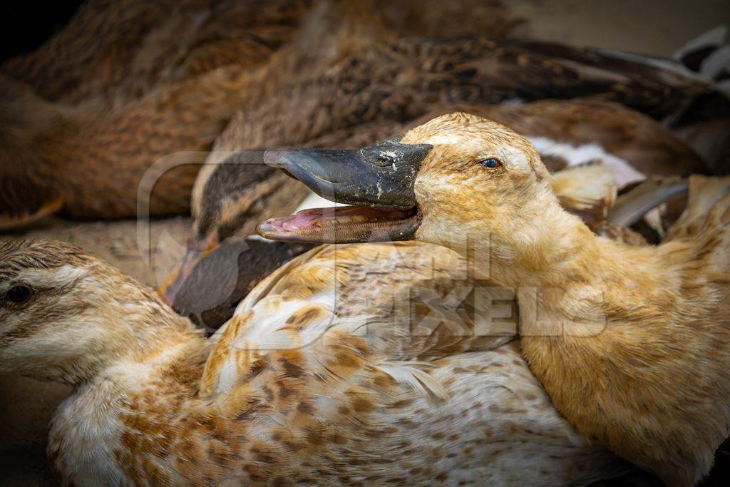 Farmed Indian ducks panting in the hot sun at a live animal market in Dimapur, Nagaland, Northeast India, 2018