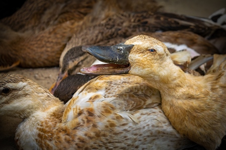 Farmed Indian ducks panting in the hot sun at a live animal market in Dimapur, Nagaland, Northeast India, 2018