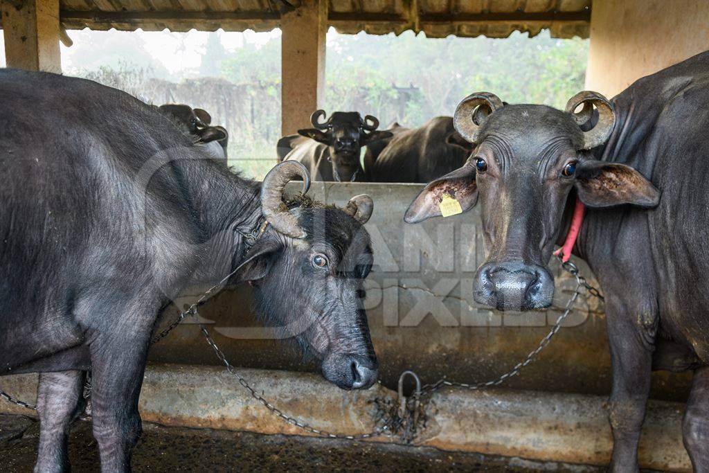 Two farmed Indian buffaloes chained up on an urban dairy farm or tabela, Aarey milk colony, Mumbai, India, 2023