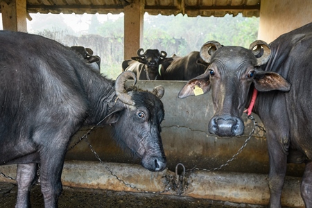 Two farmed Indian buffaloes chained up on an urban dairy farm or tabela, Aarey milk colony, Mumbai, India, 2023