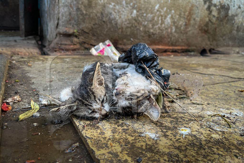 Dead Indian street or stray kittens at Shivaji market, Pune, India, 2024