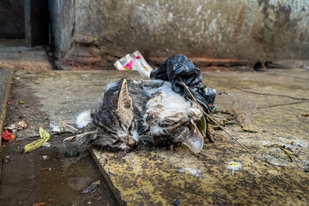 Dead Indian street or stray kittens at Shivaji market, Pune, India, 2024