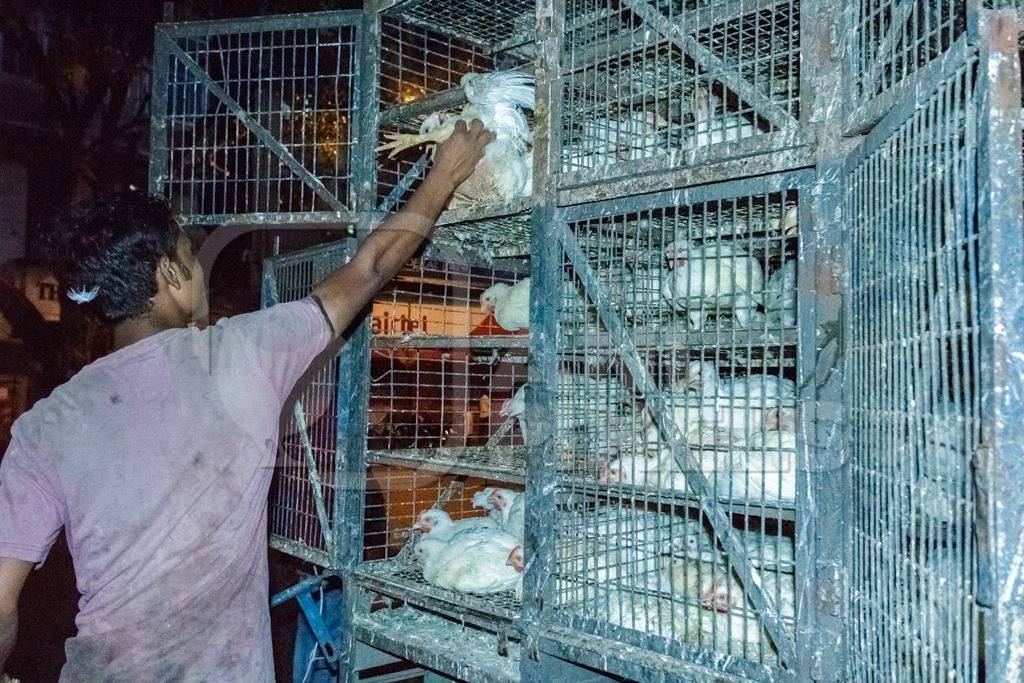 Broiler chickens raised for meat being unloaded from transport trucks near Crawford meat market in Mumbai