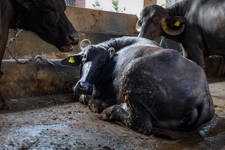Farmed Indian buffaloes chained up on an urban dairy farm or tabela, Aarey milk colony, Mumbai, India, 2023