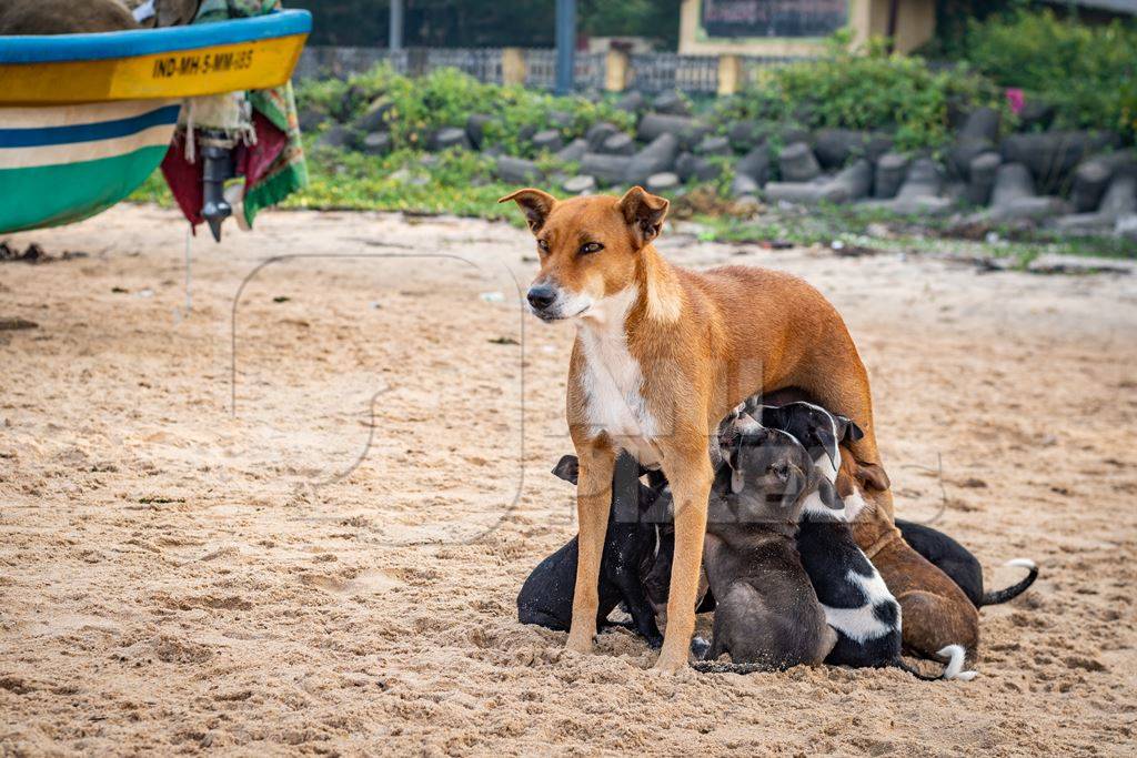 Mother Indian stray street dog with litter of puppies suckling on a beach in Maharashtra, India