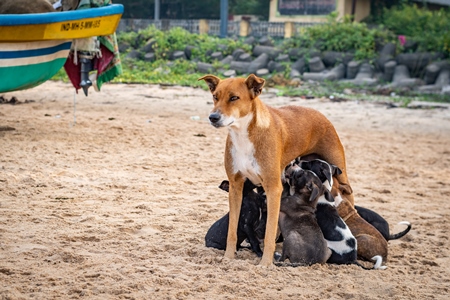 Mother Indian stray street dog with litter of puppies suckling on a beach in Maharashtra, India