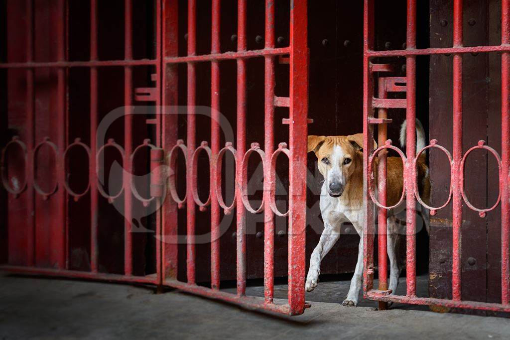 Indian street dog or stray pariah dog coming out of a red gate, Kolkata, India, 2022