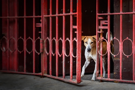 Indian street dog or stray pariah dog coming out of a red gate, Kolkata, India, 2022