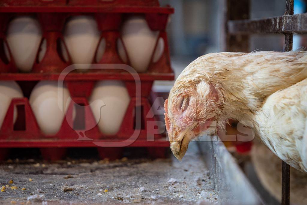 Sick white chicken reaching through the bars of a cage  next to crate of eggs at poultry meat market