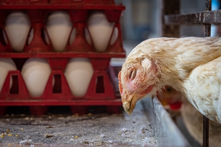 Sick white chicken reaching through the bars of a cage  next to crate of eggs at poultry meat market