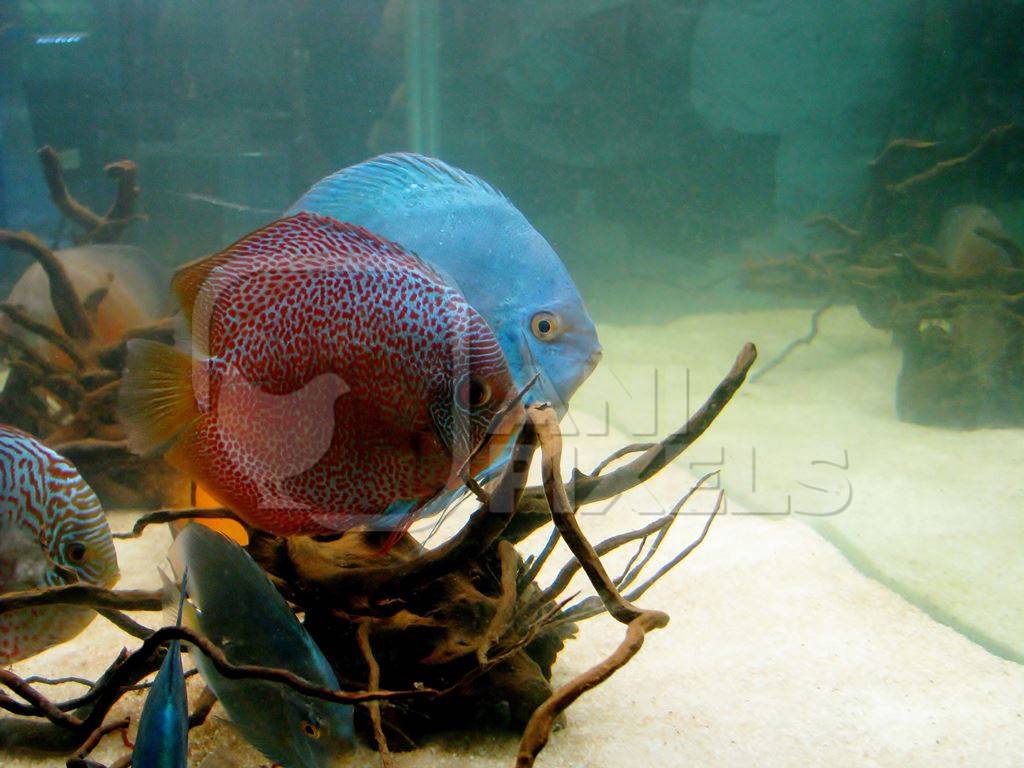 Colourful tropical discus fish held captive in an aquarium