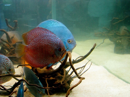 Colourful tropical discus fish held captive in an aquarium