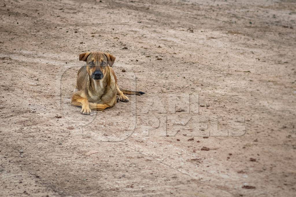 Indian street or stray dog on the road in the urban city of Pune, India