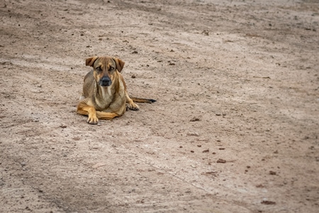 Indian street or stray dog on the road in the urban city of Pune, India