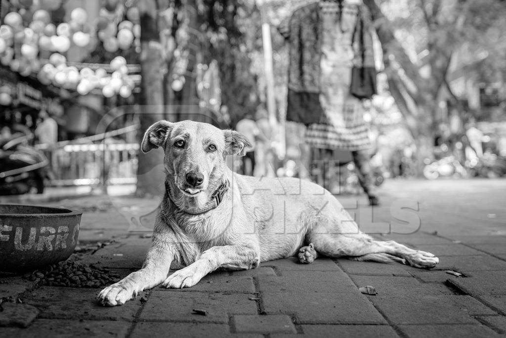 Indian street dog or stray pariah dog on the road in the city of Pune, Maharashtra, India, 2024