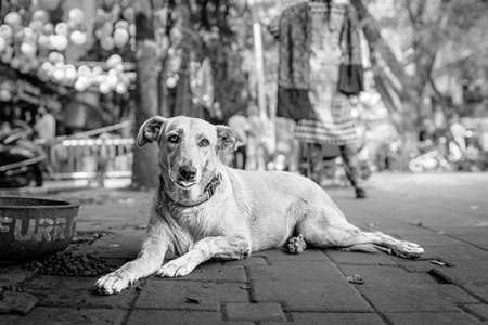 Indian street dog or stray pariah dog on the road in the city of Pune, Maharashtra, India, 2024