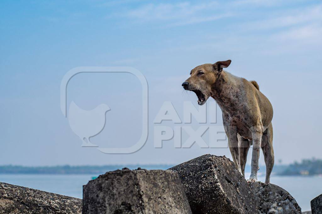 Stray Indian street dog standing on rocks on the beach with blue sky background in Maharashtra, India