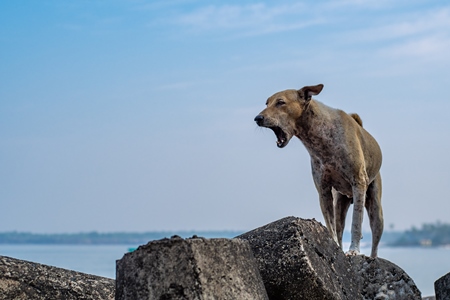 Stray Indian street dog standing on rocks on the beach with blue sky background in Maharashtra, India