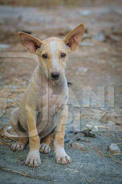 Street puppy with big ears in the city of Pune