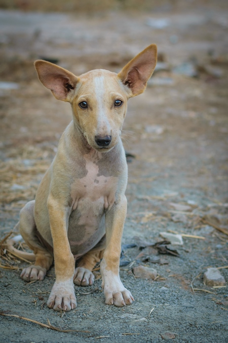 Street puppy with big ears in the city of Pune