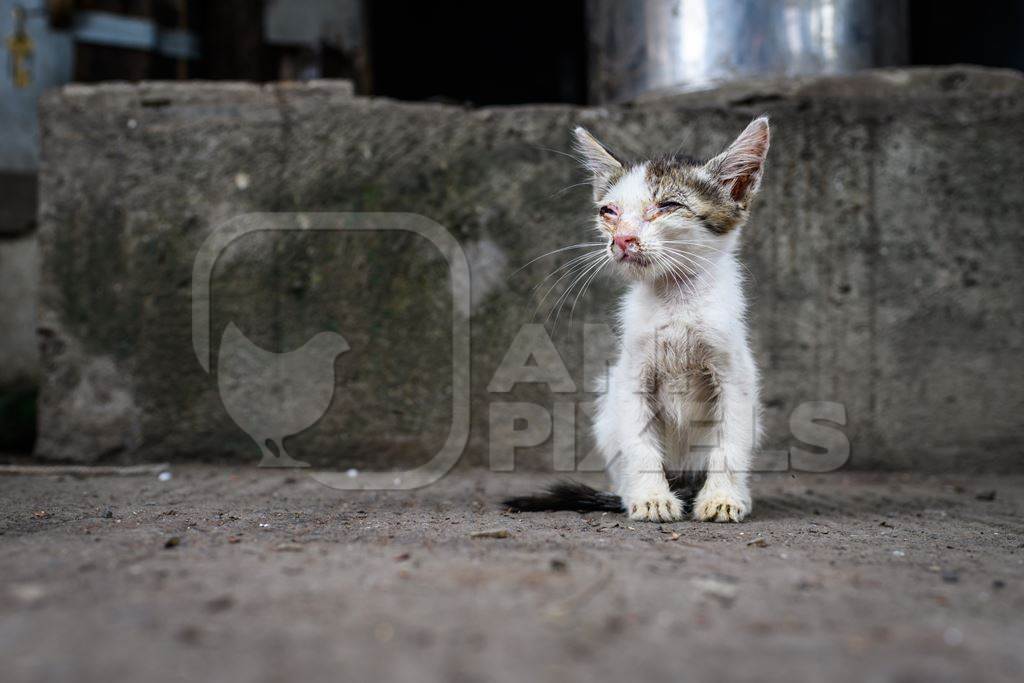 Sick or ill Indian stray kitten or street cat kitten in lane, Pune, Maharashtra, India, 2023