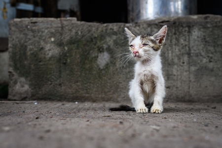 Sick or ill Indian stray kitten or street cat kitten in lane, Pune, Maharashtra, India, 2023