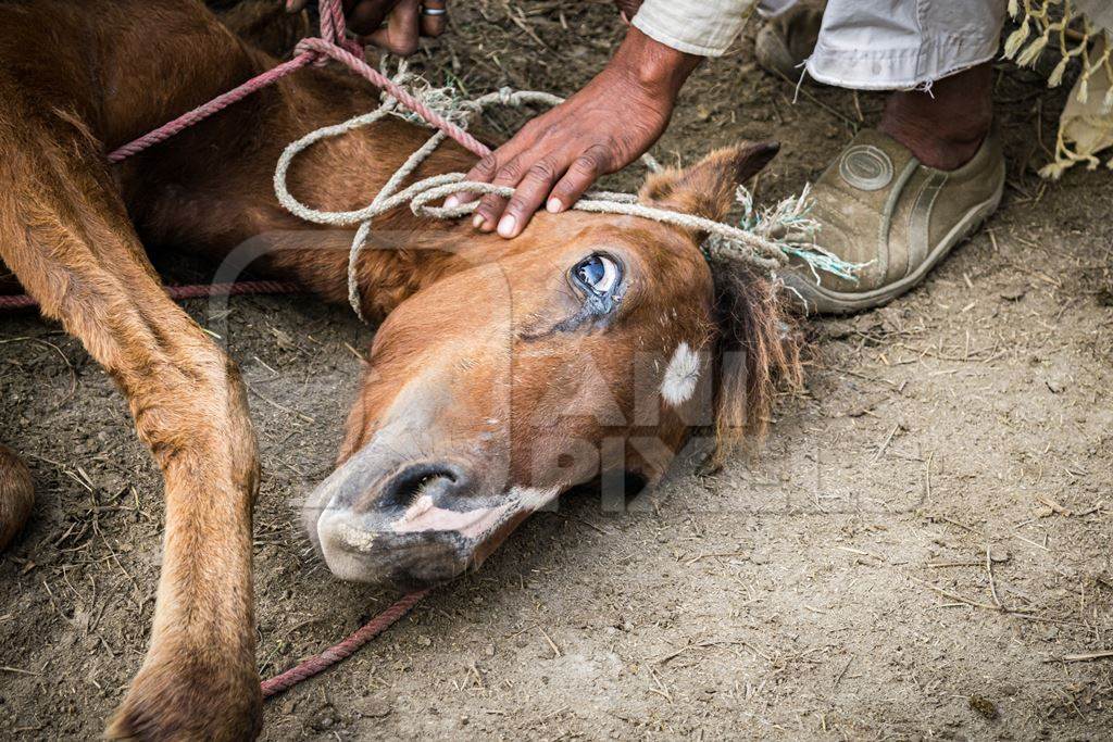 Small horse or pony tied up and held on ground by men at Sonepur cattle fair or mela, Bihar, India, 2017