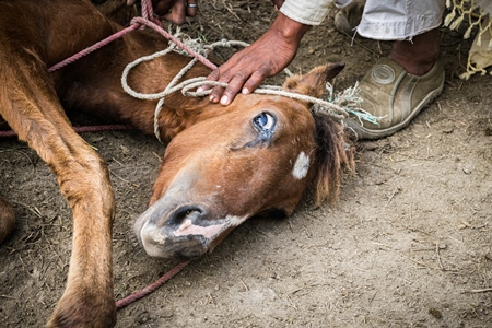 Small horse or pony tied up and held on ground by men at Sonepur cattle fair or mela, Bihar, India, 2017