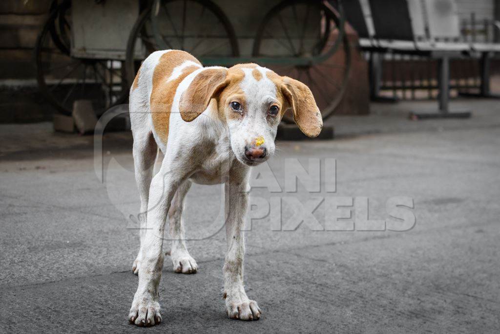 Photo or image of sad looking Indian stray or street pariah puppy dog on road in urban city of Pune, Maharashtra, India, 2021