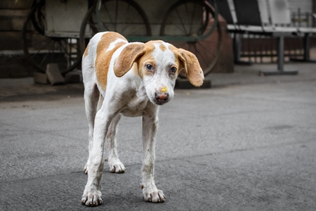 Photo or image of sad looking Indian stray or street pariah puppy dog on road in urban city of Pune, Maharashtra, India, 2021
