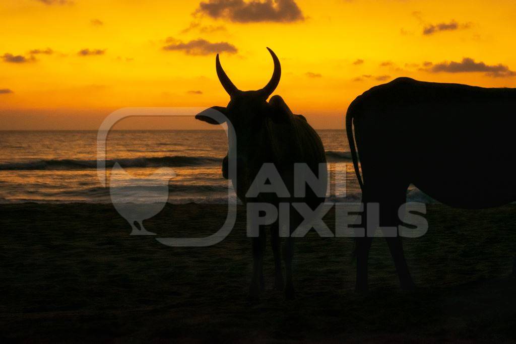 Dark silhouette of  cows on the beach at sunset in Goa, India