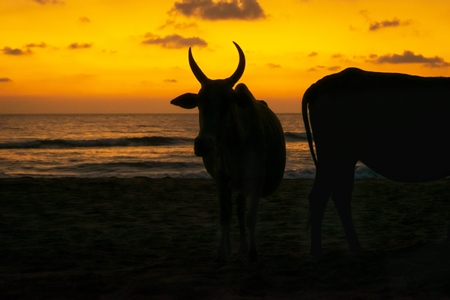 Dark silhouette of  cows on the beach at sunset in Goa, India