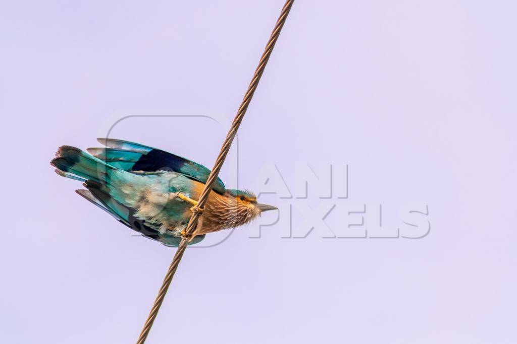 Indian roller bird sitting on a wire with blue sky background in the rural countryside of the Bishnoi villages in Rajasthan in India