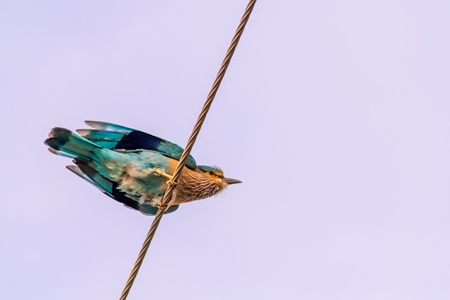 Indian roller bird sitting on a wire with blue sky background in the rural countryside of the Bishnoi villages in Rajasthan in India